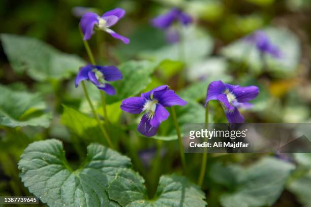 violet flowers - violales stock pictures, royalty-free photos & images