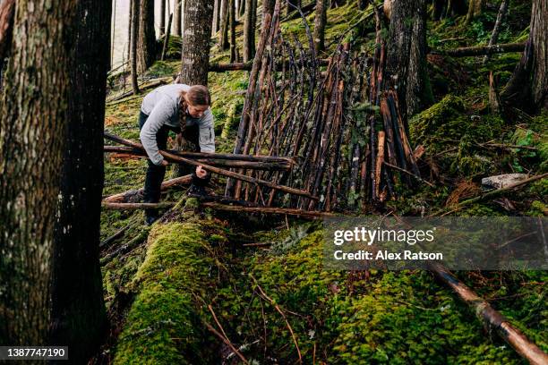 a woman gathers logs to create a survival shelter in a forested area - wilderness stock-fotos und bilder