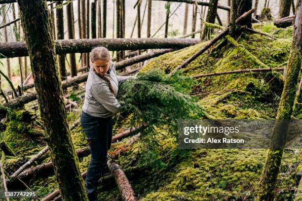 a woman collects a carries green tree branches for building a survival shelter - wilderness survival stock pictures, royalty-free photos & images