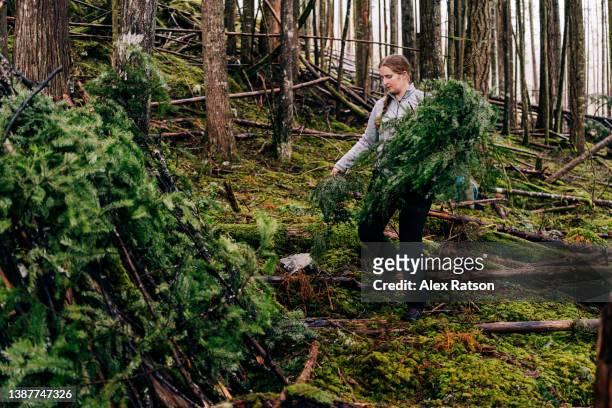 a woman places green tree branches on the roof of a survival shelter in a forested area - manage stockfoto's en -beelden