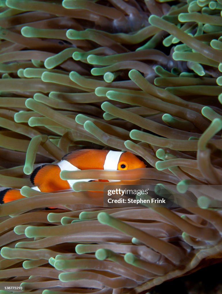 Clownfish in anemone