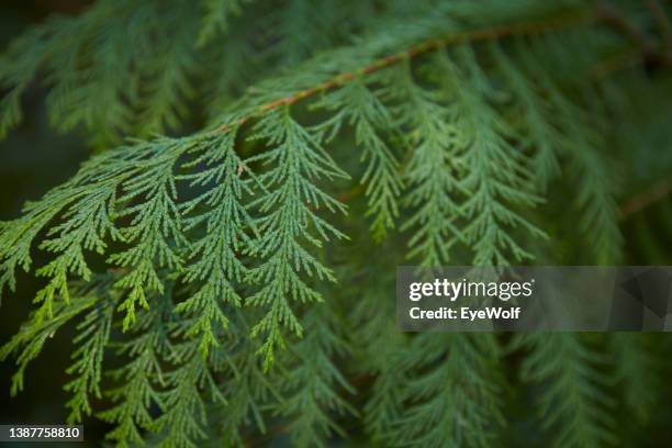 close up of green pine needles - tannenzweig stock-fotos und bilder
