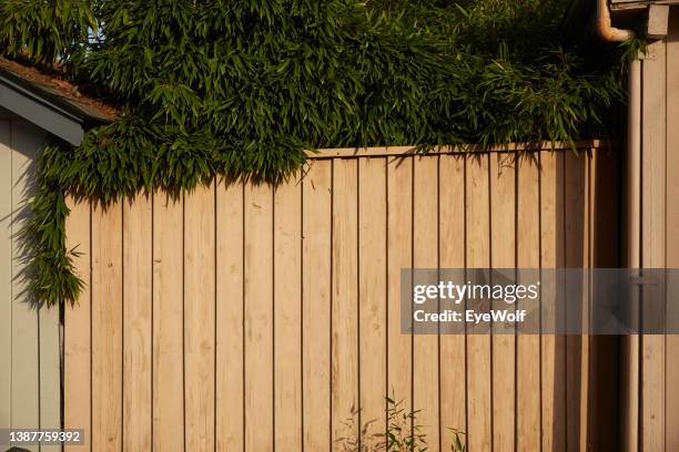 wooden fence surrounded by invasive  black bamboo - timber yard stock pictures, royalty-free photos & images