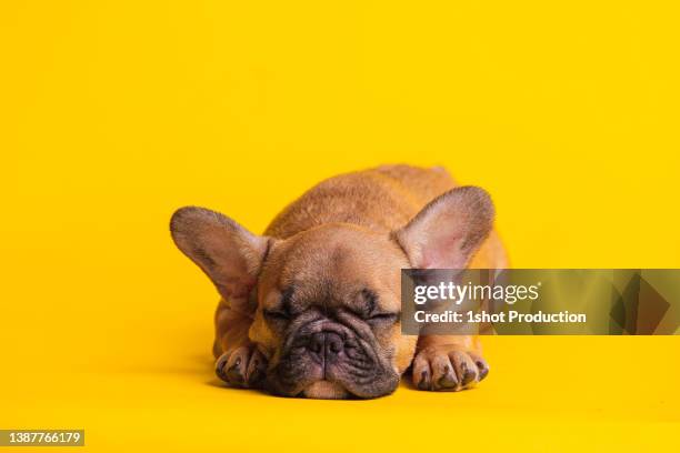 young french bulldog portraits. laying down. - rspca stock pictures, royalty-free photos & images