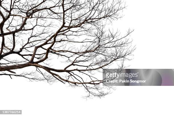 twigs of a dead tree isolated on a white background, clipping path - bare tree branches stock pictures, royalty-free photos & images