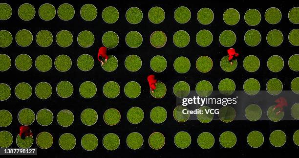 Aerial view of workers spreading tea leaves to dry at a tea processing factory on March 25, 2022 in Zixi County, Fuzhou City, Jiangxi Province of...