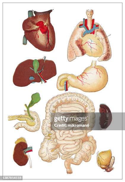 old chromolithograph illustration of human vital organs - milz stock-fotos und bilder