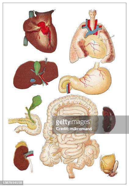 old chromolithograph illustration of human vital organs - spleen 個照片及圖片檔