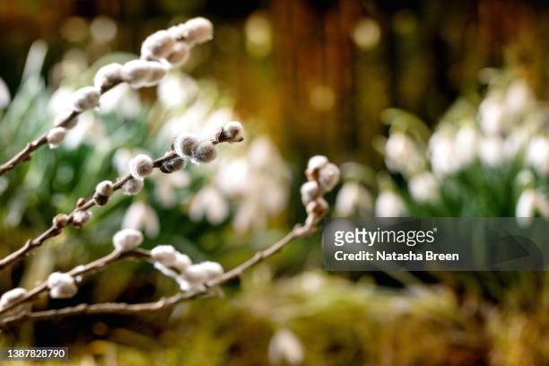 beautiful first blossom spring flowers snowdrops in forest - easter flowers stock pictures, royalty-free photos & images