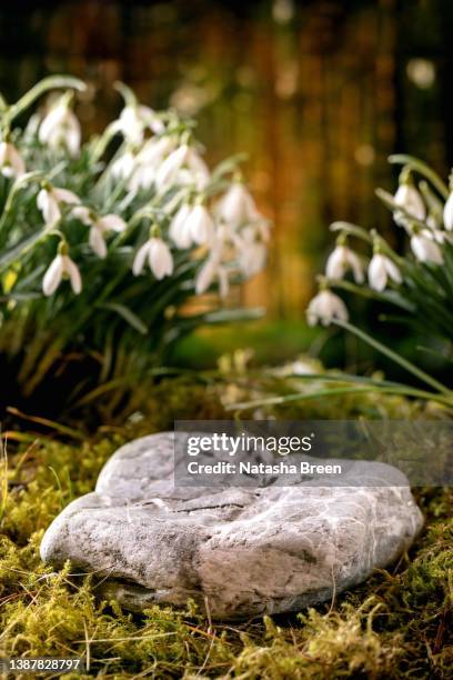 beautiful first blossom spring flowers snowdrops in forest - podio stock pictures, royalty-free photos & images