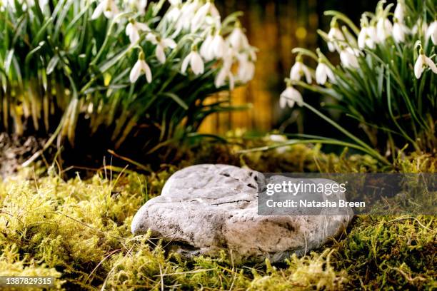 beautiful first blossom spring flowers snowdrops in forest - podio stock pictures, royalty-free photos & images