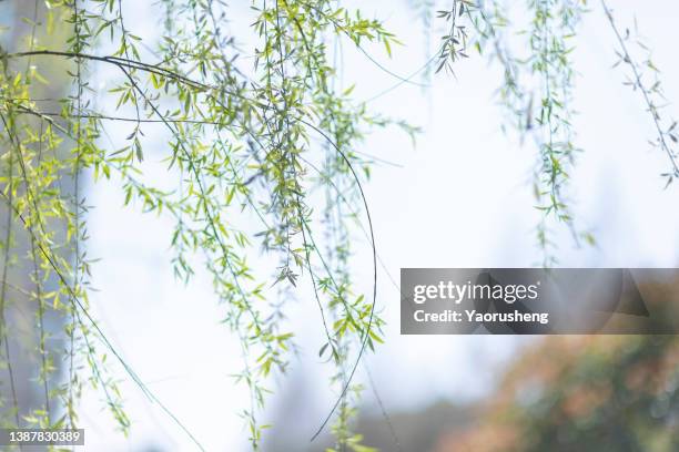 spring willow in growth - wispy stock pictures, royalty-free photos & images