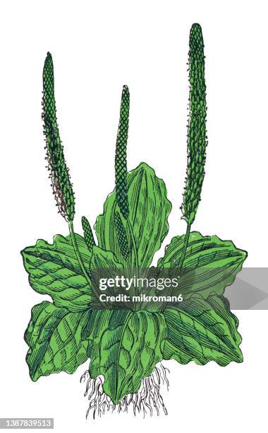 old chromolithograph illustration of broadleaf plantain, white man's footprint, waybread, or greater plantain (plantago major) - plantago major stock pictures, royalty-free photos & images
