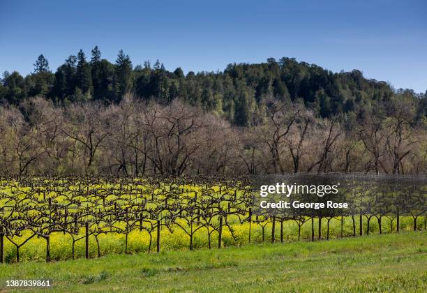 Vineyard along Westside Road is covered in green grass and mustard as viewed on March 21 near Healdsburg, California. After record winter rainfall...