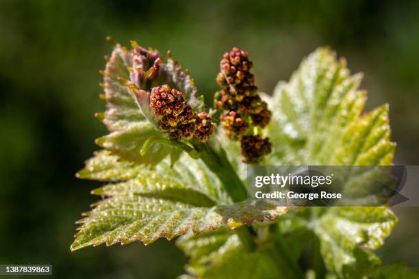 Pinot noir vineyard along Westside Road has sprouted its leaves and tiny grape clusters as viewed on March 21 near Healdsburg, California. After...