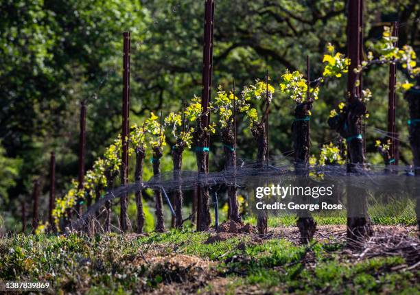 Pinot noir vineyard along Westside Road has sprouted its leaves and tiny grape clusters as viewed on March 21 near Healdsburg, California. After...