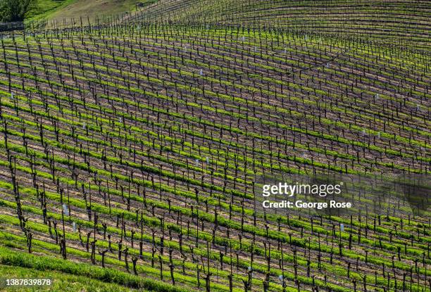 Pinot noir vineyard along Westside Road has sprouted its leaves and tiny grape clusters as viewed on March 21 near Healdsburg, California. After...