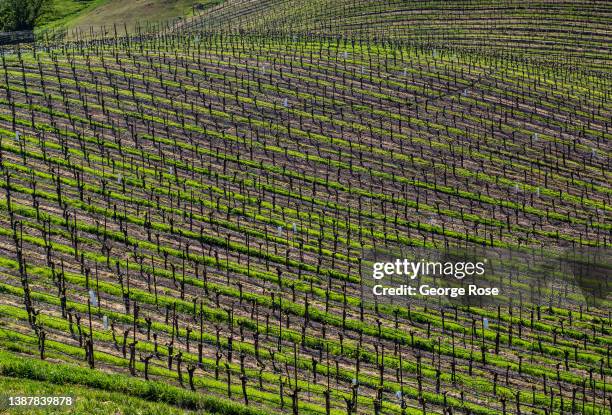 Pinot noir vineyard along Westside Road has sprouted its leaves and tiny grape clusters as viewed on March 21 near Healdsburg, California. After...