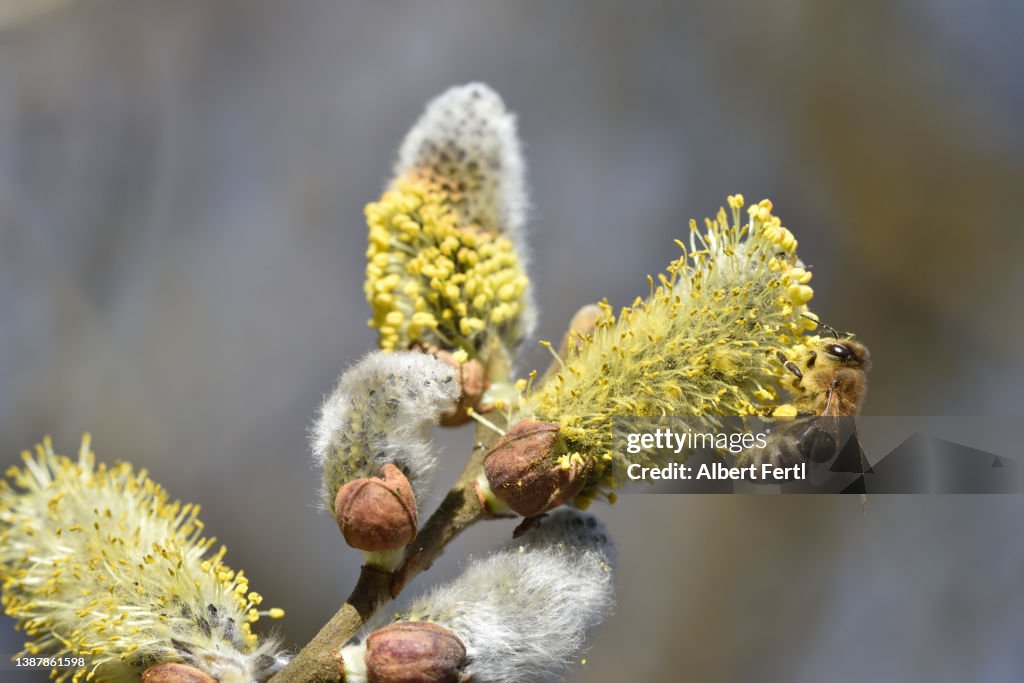 Weidenblüte mit Biene