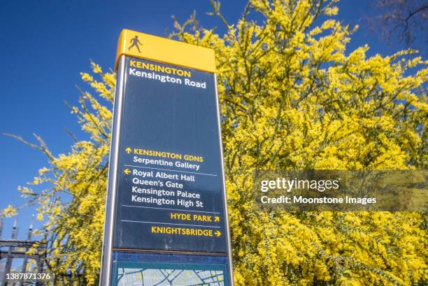 acacia pravissima and footpath sign to kensington gardens in kensington, london - acacia pravissima stock pictures, royalty-free photos & images