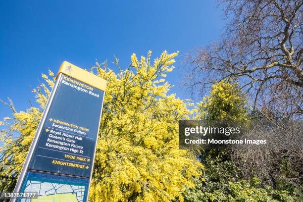 acacia pravissima and footpath sign to kensington road in kensington, london - acacia pravissima stock pictures, royalty-free photos & images