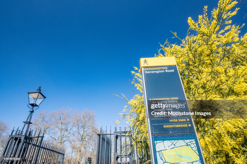 Acacia Pravissima and Footpath Sign to Kensington Road in Kensington, London