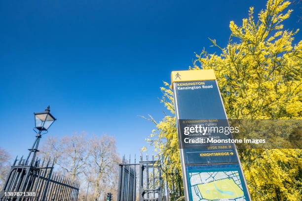 acacia pravissima and footpath sign to kensington road in kensington, london - acacia pravissima stock pictures, royalty-free photos & images