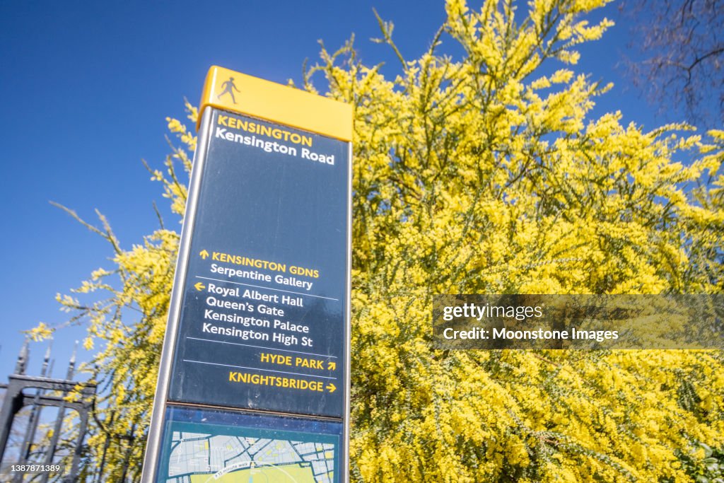 Acacia Pravissima and Footpath Sign to Kensington Road in Kensington, London