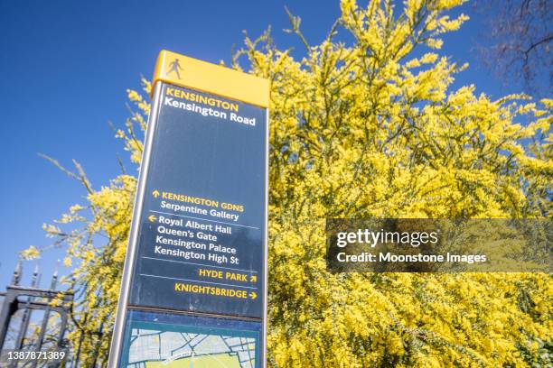 acacia pravissima and footpath sign to kensington road in kensington, london - acacia pravissima stock pictures, royalty-free photos & images