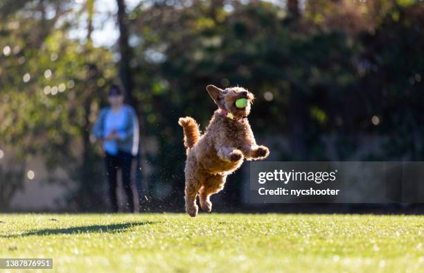 miniature golden doodle leaping in air for a tennis ball - arremessar imagens e fotografias de stock