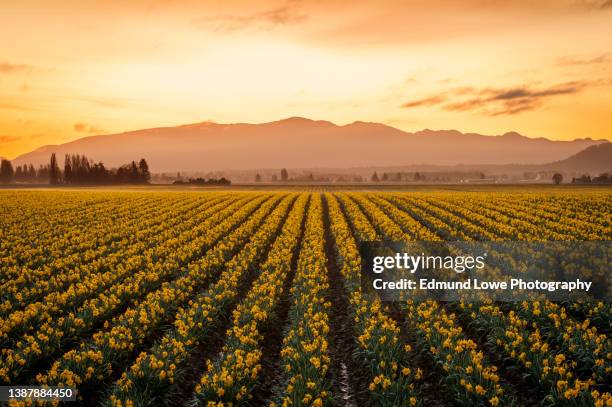 dramatic sunrise over the daffodil fields of the skagit valley, washington. - daffodil field stock pictures, royalty-free photos & images