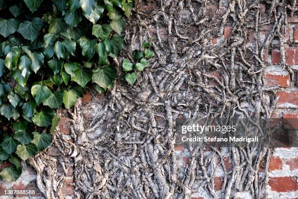 red brick wall with climbing plan - stealth stock photos et images de collection