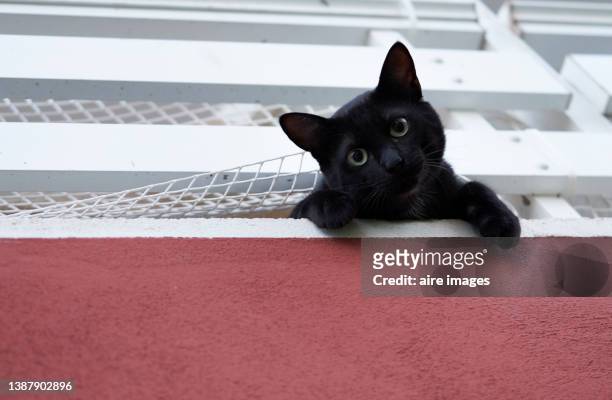 low view of beauty kitten posing and looking the camera green eyes from the window - black cat green eyes stock pictures, royalty-free photos & images