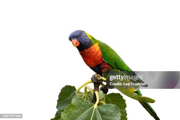 rainbow lorikeet on a fig tree - tropical bird white background stock pictures, royalty-free photos & images