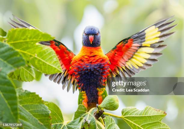 rainbow lorikeet's wingspan - animal body stock pictures, royalty-free photos & images