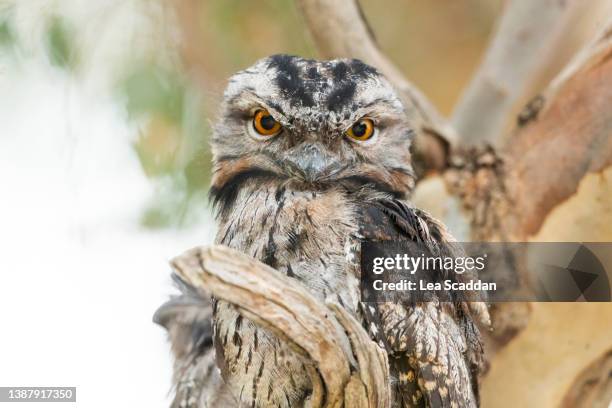 tawny frogmouth's stare - animal body stock-fotos und bilder