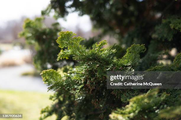 branches of beautiful evergreen japanese hinoki cypress tree in garden - cryptomeria japonica stock pictures, royalty-free photos & images