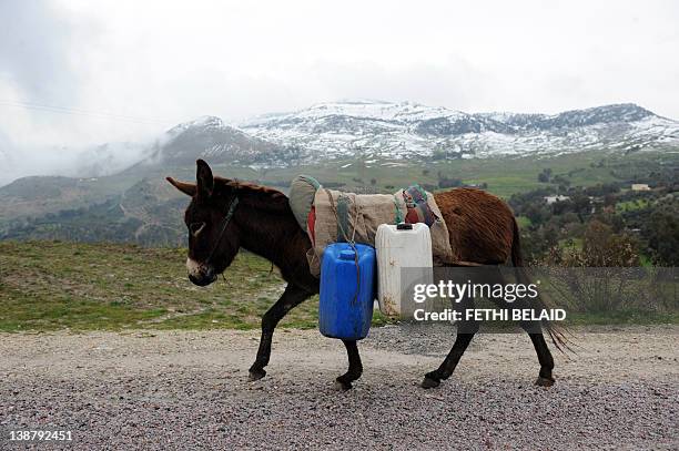 Donkey carrying buckets walks on a road after a snowfall in the Ain Draham region, northwestern Tunisia on February 11, 2012. Roads leading to north...