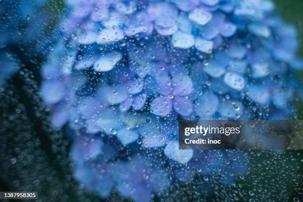 defocused blue hydrangea and rain drops - rainy season stock-fotos und bilder