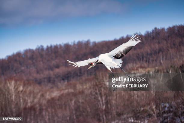 a red crowned cranes at small river. - kushiro stock pictures, royalty-free photos & images