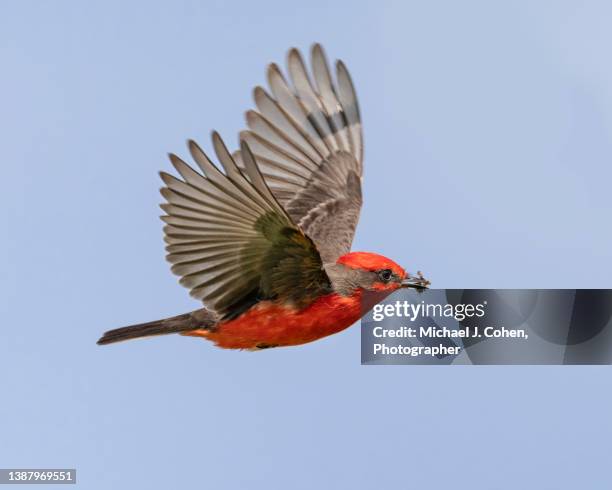 vermilion flycatcher with a fly - flycatcher stock pictures, royalty-free photos & images