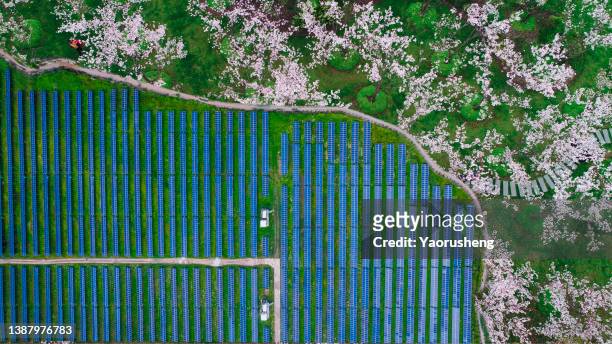 aerial top view of solar panel station and cherry blossom sakura flower - pudong stock-fotos und bilder