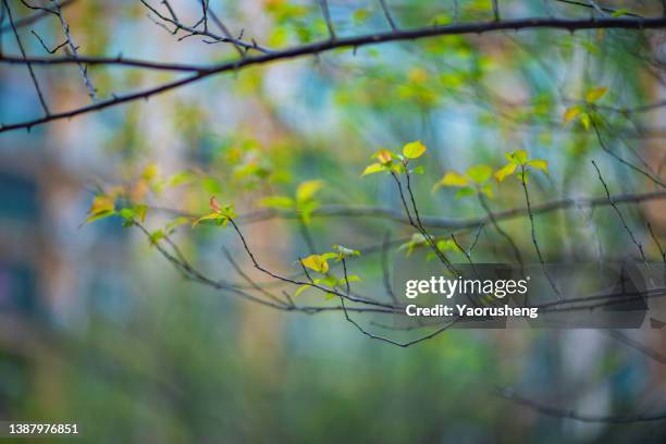 young twig,green awake - dawning of a new day stock pictures, royalty-free photos & images