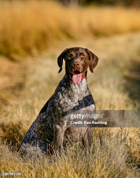 portrait of a german short hair pointer in the field - german shorthaired pointer stock pictures, royalty-free photos & images