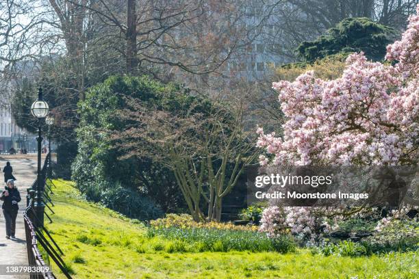 magnolia tree en hyde park en la ciudad de westminster, londres - magnolia soulangeana fotografías e imágenes de stock