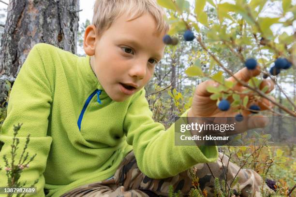 curious little child picking ripe blueberries in the forest - berry picker stock pictures, royalty-free photos & images