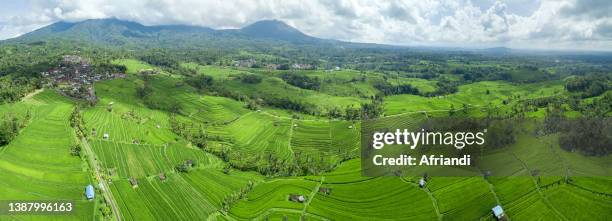 a panorama of rice terraces in jatiluwih, bali, indonesia - jatiluwih rice terraces stock pictures, royalty-free photos & images