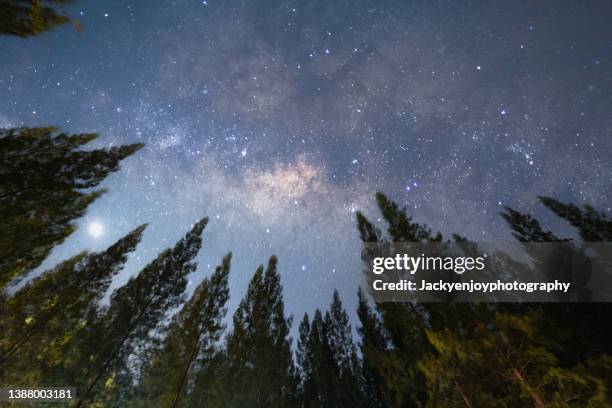 silhouette trees against sky at night - starry sky ストックフォトと画像