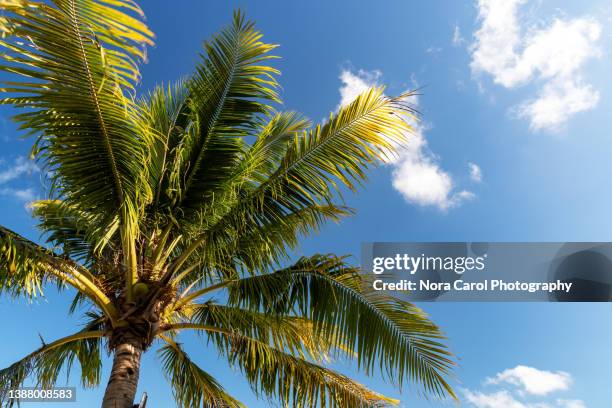 coconut palm tree against blue sky - green coconut stock-fotos und bilder