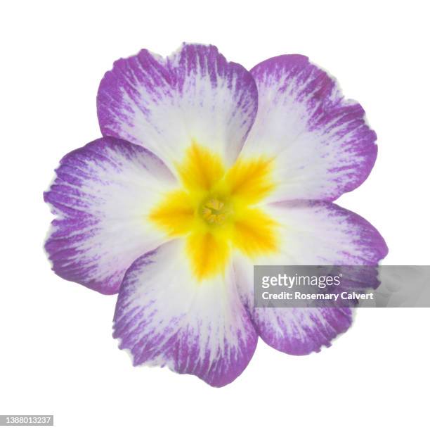 white primula with purple border & yellow centre, on white. - primula stock pictures, royalty-free photos & images